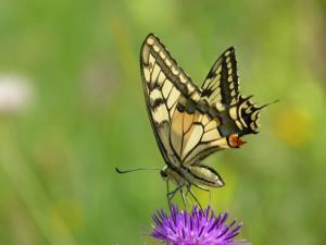 Ucna-pot-travnik_Papilio machaon